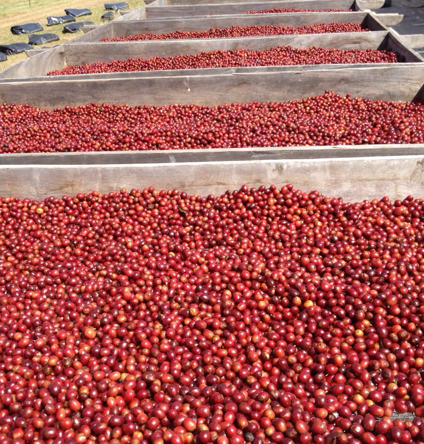 finca1.png