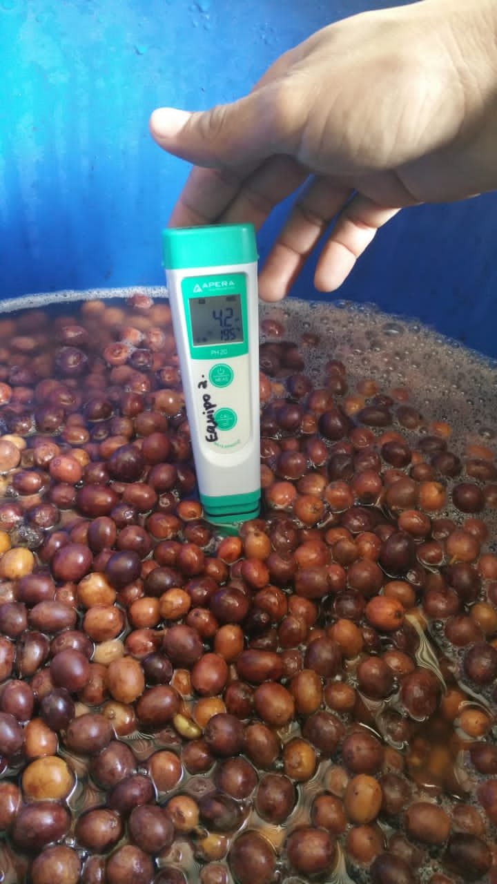 measuring-pH.jpeg